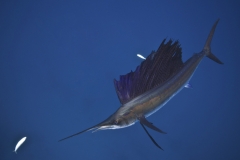 Sailfish-IMG_0102-7