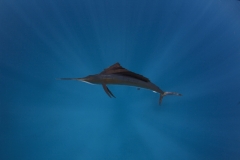 Sailfish-IMG_0214