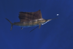 Sailfish-IMG_0231