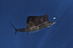 Sailfish-IMG_0232