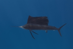 Sailfish-IMG_422