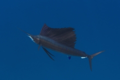 Sailfish-IMG_441