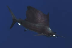 Sailfish-IMG_9891