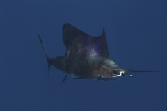 Sailfish-IMG_9894