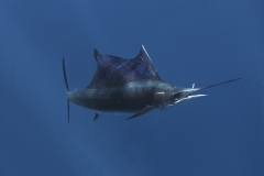 Sailfish-IMG_9895