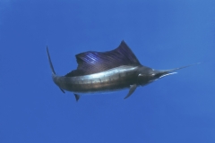 Sailfish-IMG_9896