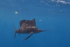 Sailfish-IMG_9940