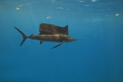 Sailfish-IMG_9944