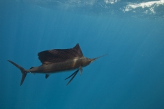 Sailfish-IMG_9959