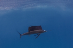 Sailfish_