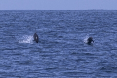 Socorro-Sea-of-Cortez-2017-2