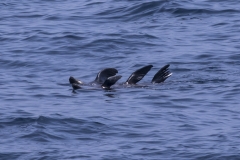 Socorro-Sea-of-Cortez-2017-4