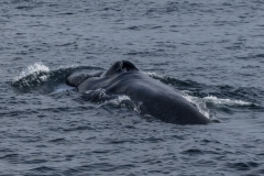 Socorro-Sea-of-Cortez-2017-5