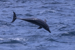 Socorro-Sea-of-Cortez-2017