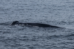 Socorro-Sea-of-Cortez-2018