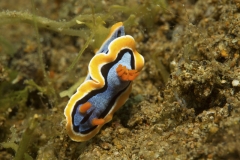 Tubbataha-Philippinen 2013-102