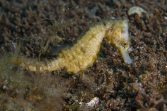 Tubbataha-Philippinen 2013-104