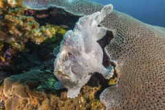 Tubbataha-Philippinen 2013-119