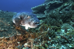 Tubbataha-Philippinen 2013-120