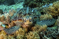 Tubbataha-Philippinen 2013-122