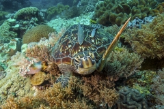 Tubbataha-Philippinen 2013-123