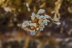 Tubbataha-Philippinen 2013-124