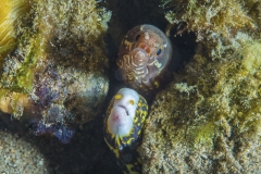 Tubbataha-Philippinen 2013-125