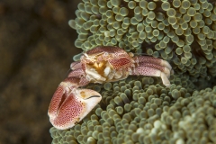 Tubbataha-Philippinen 2013-126