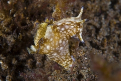 Tubbataha-Philippinen 2013-128