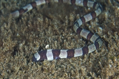 Tubbataha-Philippinen 2013-129