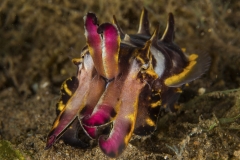 Tubbataha-Philippinen 2013-131