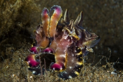 Tubbataha-Philippinen 2013-133