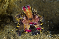 Tubbataha-Philippinen 2013-134