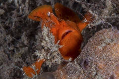 Tubbataha-Philippinen 2013-136
