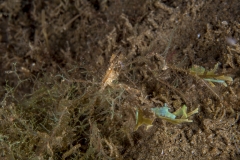Tubbataha-Philippinen 2013-137