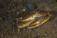 Tubbataha-Philippinen 2013-138