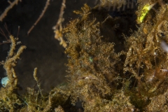 Tubbataha-Philippinen 2013-139