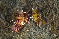 Tubbataha-Philippinen 2013-141