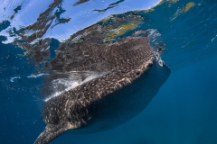 Tubbataha-Philippinen 2013-144