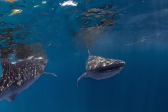 Tubbataha-Philippinen 2013-146