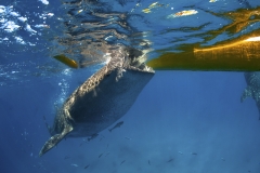 Tubbataha-Philippinen 2013-149