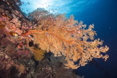 Tubbataha-Philippinen 2013-15