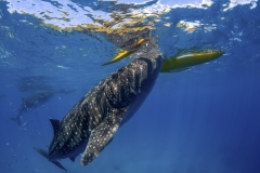 Tubbataha-Philippinen 2013-150