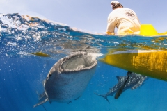 Tubbataha-Philippinen 2013-152