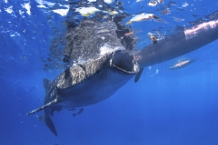 Tubbataha-Philippinen 2013-153