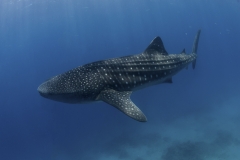 Tubbataha-Philippinen 2013-156