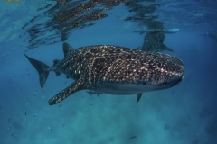 Tubbataha-Philippinen 2013-159