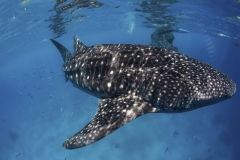 Tubbataha-Philippinen 2013-160