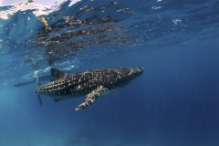 Tubbataha-Philippinen 2013-161