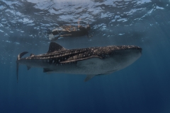 Tubbataha-Philippinen 2013-162